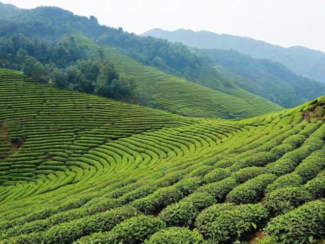 江夏名茶的历史文化与现代发展全解析