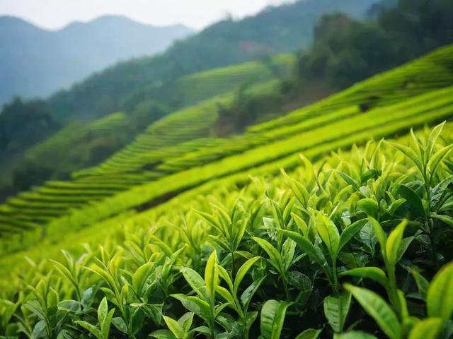 溧阳茗茶多少钱一斤？价格走势及选购指南全解析