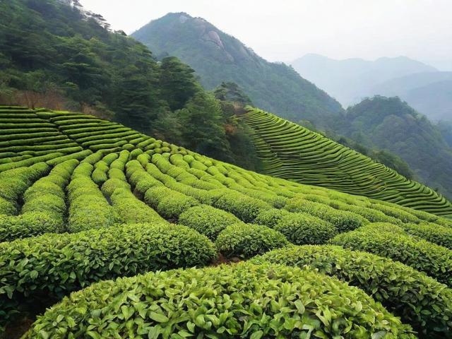 江西庐山盛产的名茶是什么茶 探秘庐山云雾茶的独特魅力与文化价值