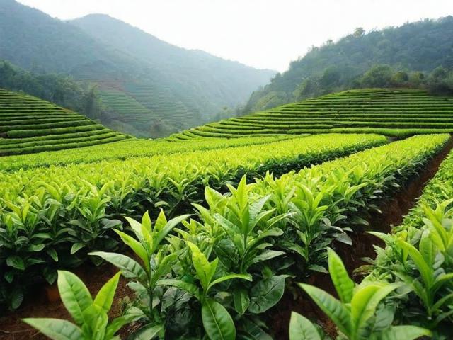 安溪四大名茶的文化底蕴与现代种植工艺解析