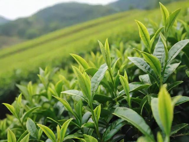 莱芜名茶分类、品质影响因素及采摘工艺全解析