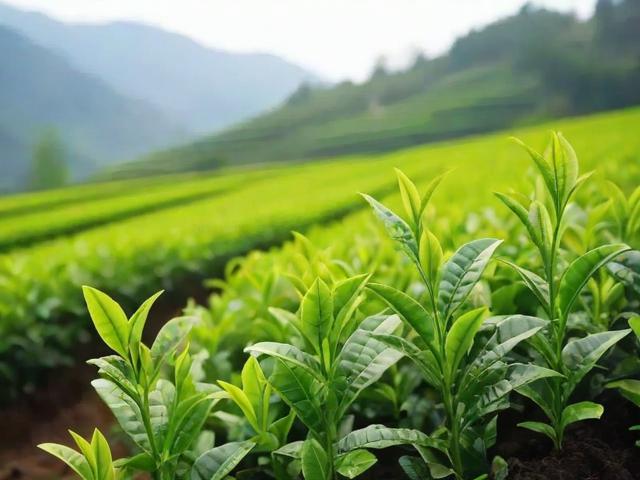 奉化名茶的种植历史与加工工艺全解析