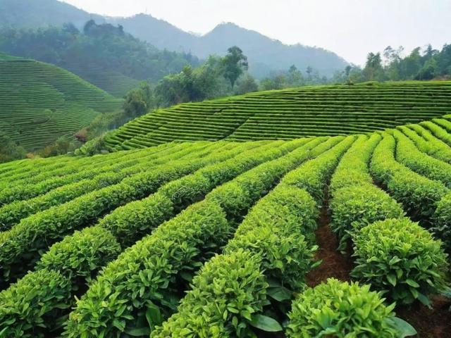 安溪名茶的文化与种植工艺全解析,带你深入了解茶叶的魅力