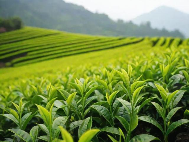 怀化名茶:从种植到采摘,探寻独特魅力与文化价值