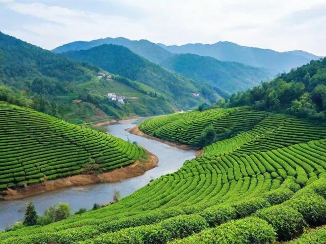 黄石溪名茶：品味独特口感与深厚文化底蕴的健康之选