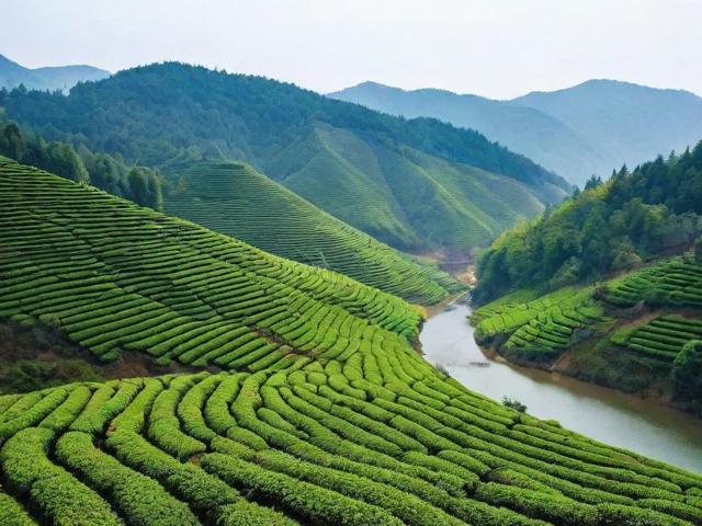 黄石溪名茶:品味独特口感与深厚文化底蕴的健康之选