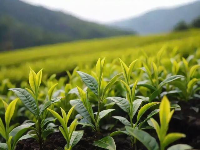 中国名茶黄金芽:从种植到品鉴的全方位解析