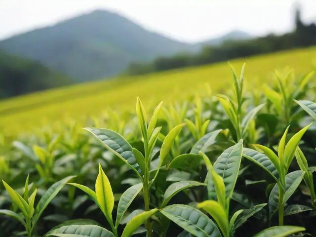 中国名茶黄金芽:从种植到品鉴的全方位解析