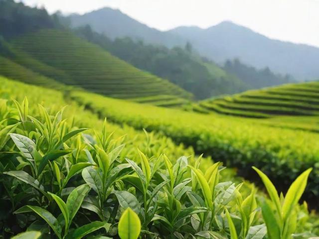 安庆名茶的历史与品质解析：岳西翠兰、桐城小花等茶叶的种植与采摘工艺