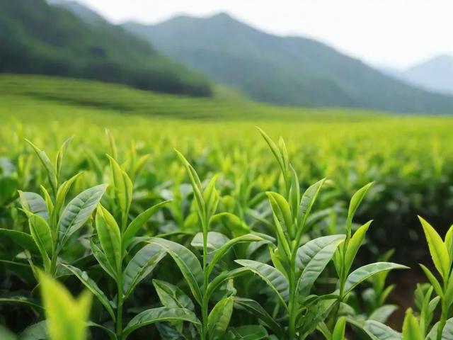 安庆名茶的历史与品质解析:岳西翠兰、桐城小花等茶叶的种植与采摘工艺