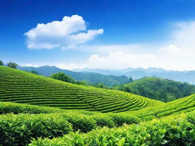 蓝天茗茶价格解析：对比分析、影响因素及优惠获取全攻略