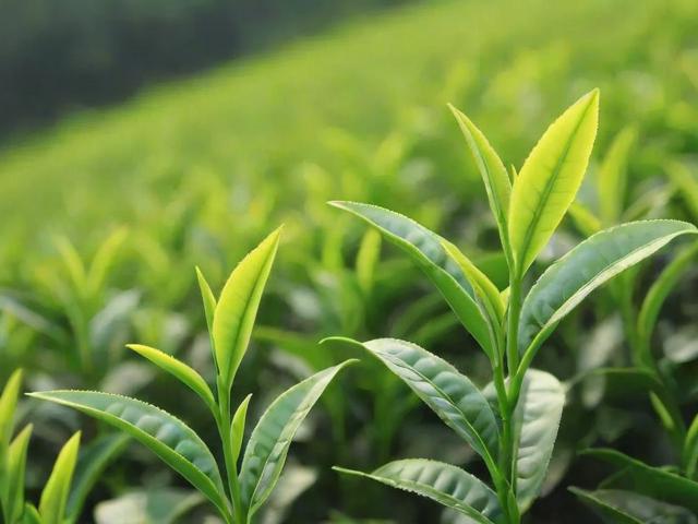 春茶茶叶多少钱一斤？影响价格的关键因素全面解析