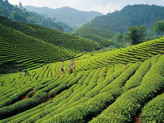 老挝丰沙里茶叶价格分析：投资与消费全攻略