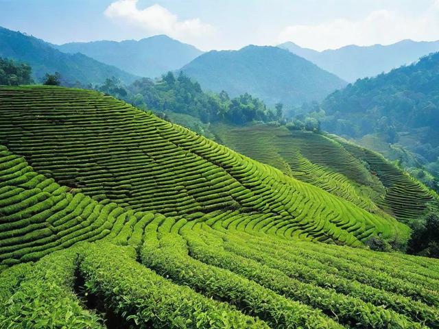 老挝丰沙里茶叶价格分析:投资与消费全攻略