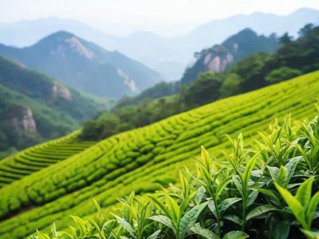江西庐山的名茶:云雾茶的历史、环境与健康功效全解析