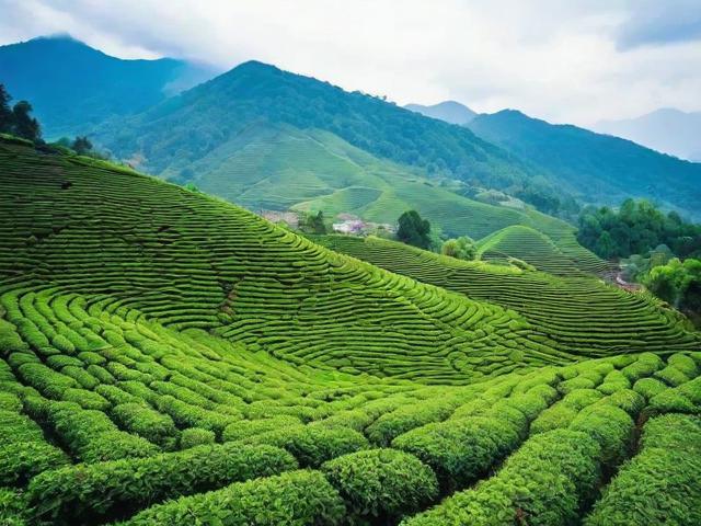 基诺山的茶：探寻云南深山高品质茶叶的独特魅力与市场潜力