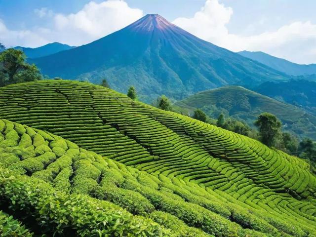 基诺山的茶:探寻云南深山高品质茶叶的独特魅力与市场潜力