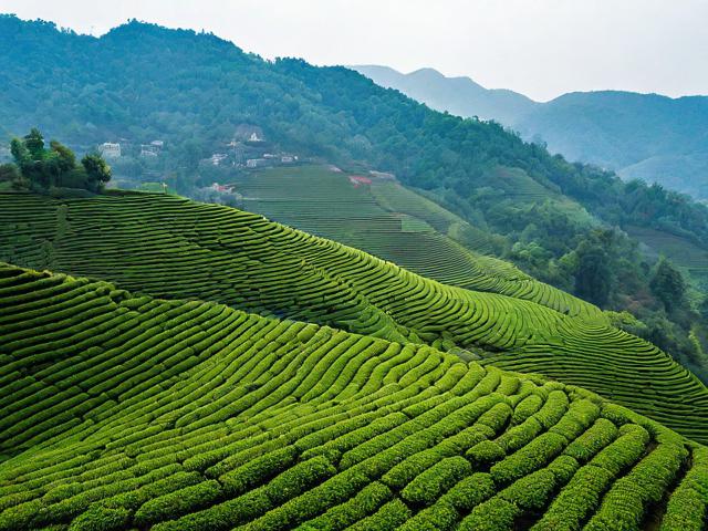 河源名茶：品味历史韵味与独特地域特色
