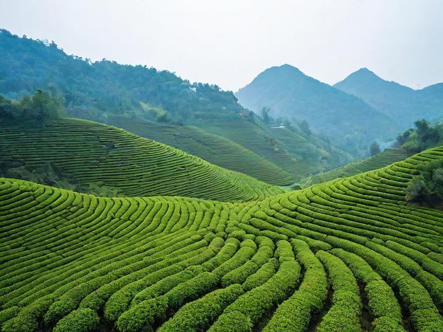 河源名茶:品味历史韵味与独特地域特色