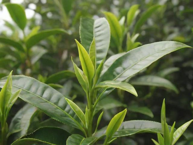 海南名茶有哪些品种?大叶种、水满茶、黎族山兰茶等全面解析