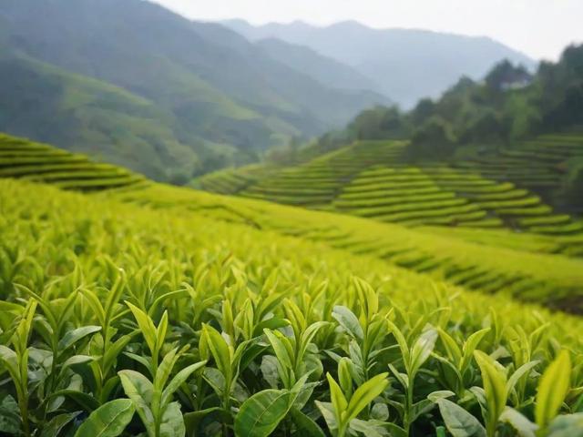 湖北的名茶有哪些全面解析恩施玉露、赤壁青砖茶等茶叶文化与历史
