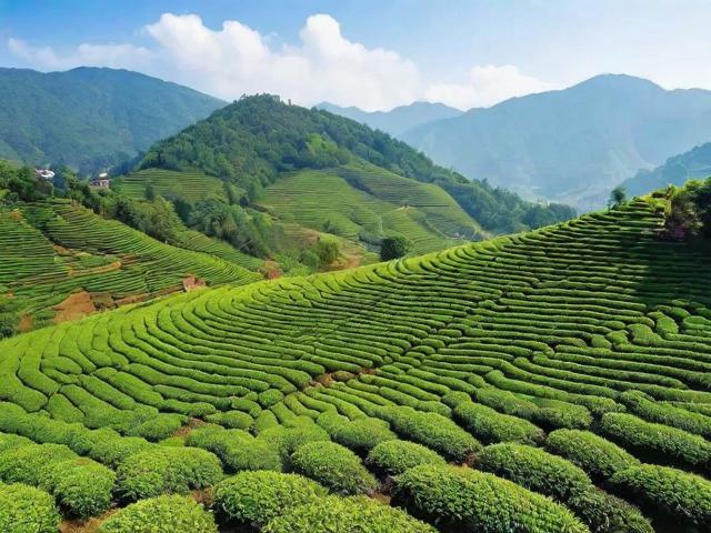 云南十大古树名茶产地分布及冲泡品鉴全攻略