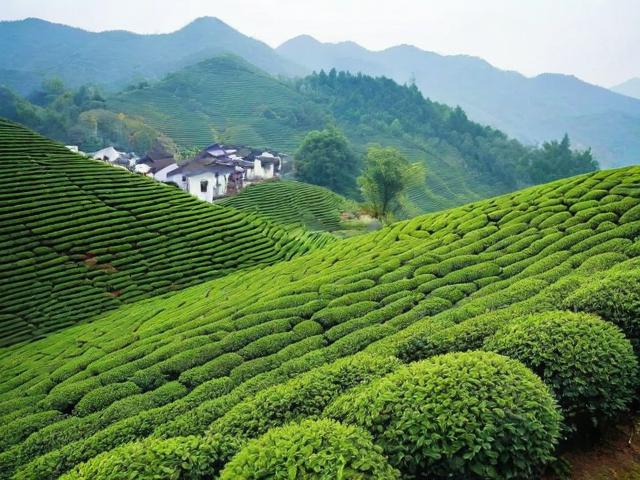 江南的名茶:从种植到文化传承,探索中国茶的独特魅力