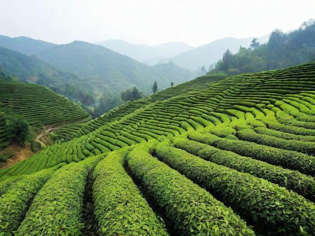 鹤峰富硒茶：品味健康与文化的双重享受