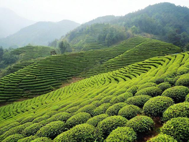 鹤峰富硒茶:品味健康与文化的双重享受