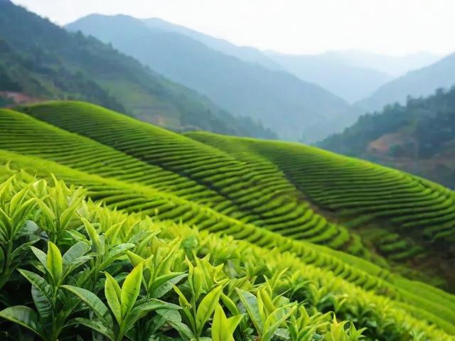 湖北恩施的名茶：玉露茶与富硒茶的文化底蕴及健康价值