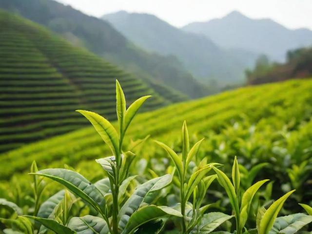 湖北恩施的名茶：玉露茶与富硒茶的文化底蕴及健康价值