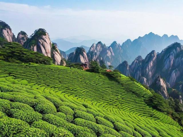 安徽黄山名茶最有名的品牌与选购技巧全攻略