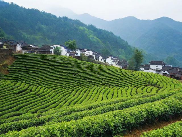 江西婺源名茶：探索独特种植技艺与深厚文化底蕴的茶叶世界