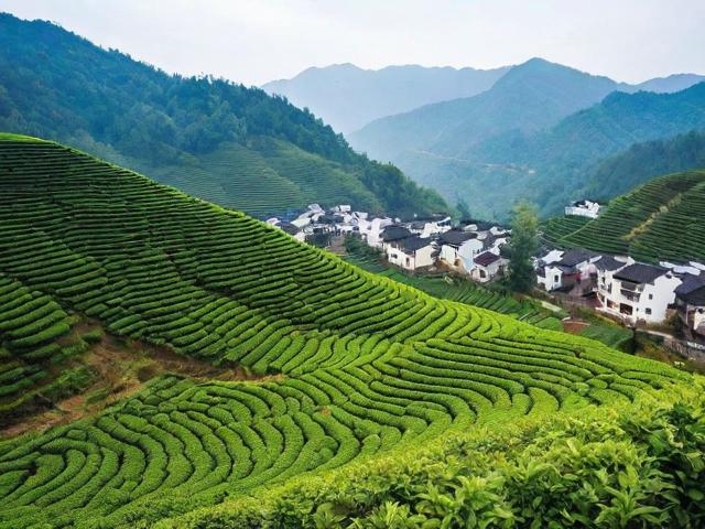 江西婺源名茶:探索独特种植技艺与深厚文化底蕴的茶叶世界