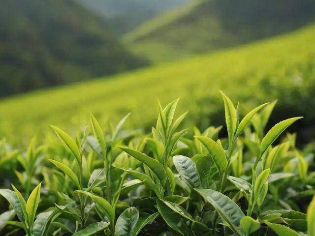 峨眉山名茶图片大全：详解竹叶青、峨眉雪芽等茶叶特征与制作工艺