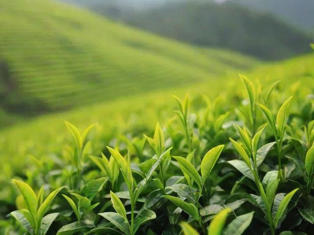 峨眉山名茶图片大全:详解竹叶青、峨眉雪芽等茶叶特征与制作工艺