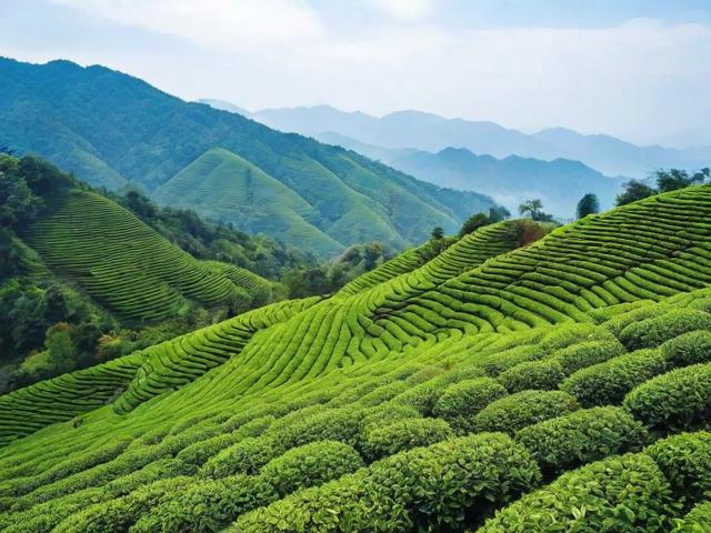 峨眉山茗茶：产地优势、文化传承与健康益处全解析