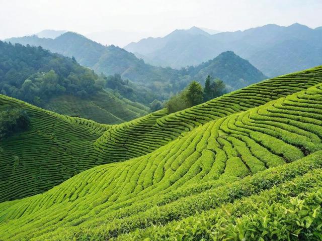 安徽名茶品牌排行榜及未来发展方向,黄山毛峰、六安瓜片、祁门红茶等你了解