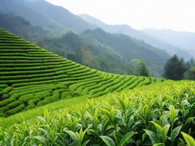 洪雅高山特产生态茗茶：独特品质与健康价值的完美结合
