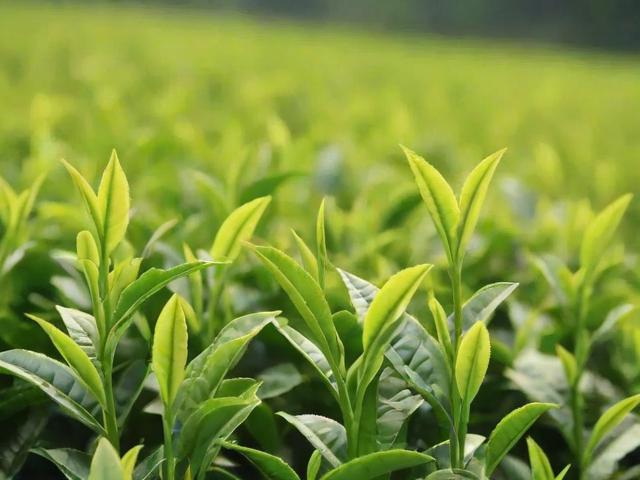 中国绿茶十大名茶排行榜及选购技巧,让你轻松品鉴优质好茶