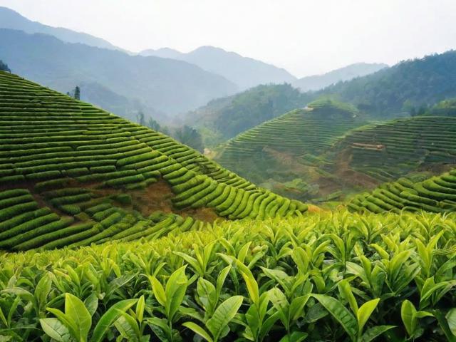 安徽岳西名茶：品味翠兰与黄芽的独特魅力及文化价值