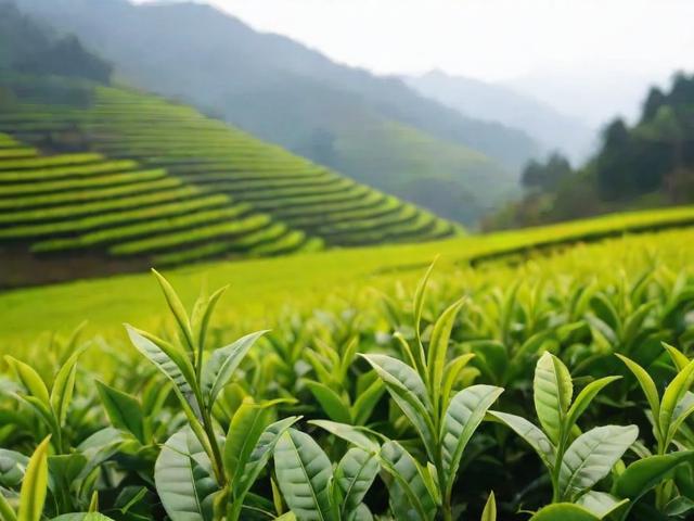 安徽岳西名茶:品味翠兰与黄芽的独特魅力及文化价值