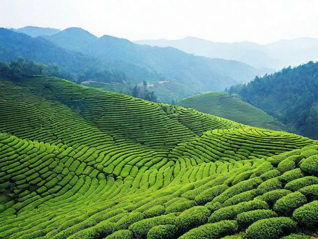 安徽桐城名茶:品味千年历史文化的独特韵味与品质