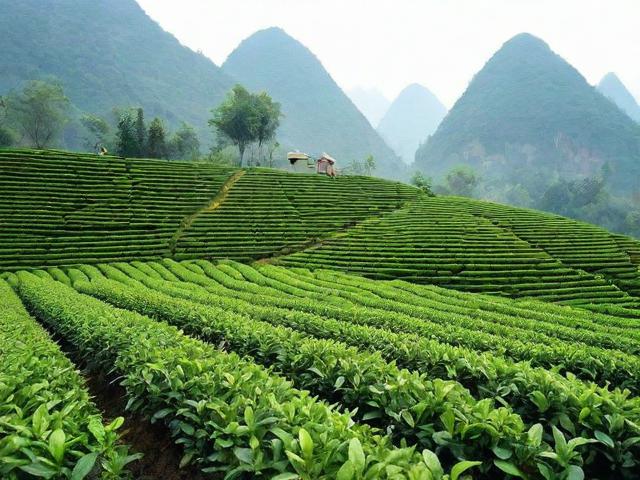 广西名茶的文化价值与现代种植加工工艺解析