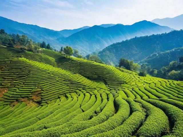 忙肺茶产地在哪:深入解析云南双江县的独特地理与气候条件
