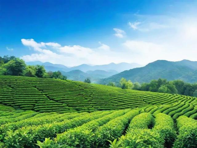 蓝天茗茶怎么样：口感体验、产地环境与制茶工艺全面解析