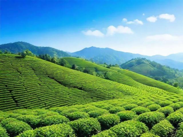 蓝天茗茶怎么样:口感体验、产地环境与制茶工艺全面解析