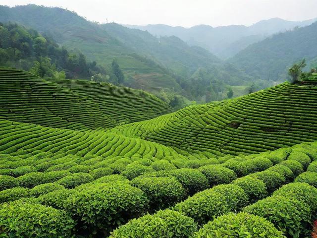 四川雅安名茶:历史、文化和种植工艺的完美结合