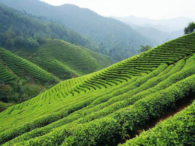 探寻峨眉山的茶叶有哪些及各类茶叶特点与推荐