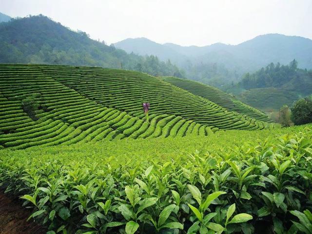 江西宜春名茶的历史文化与种植技术解析
